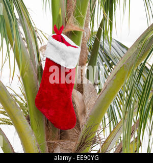 Chaussette de Noël sur la noix de coco palmier. Concept de vacances Banque D'Images