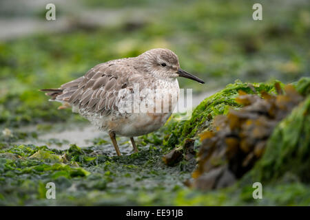 Grand noeud [Calidris tenuirostris], Knutt (Calidris canutus), Allemagne Banque D'Images