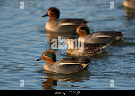 (Commune d'Eurasie) [teal Anas crecca] Krickente (Anas crecca) Banque D'Images