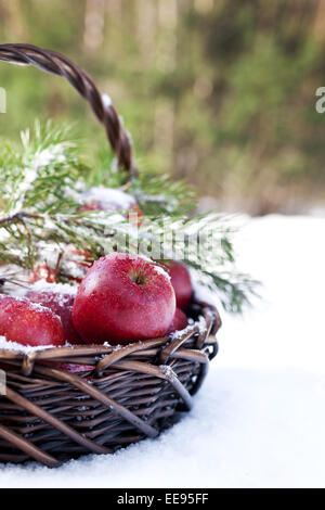 Panier de pommes rouges décoré de branches de sapin, de la neige-couvertes dans la nature de la forêt d'hiver Banque D'Images