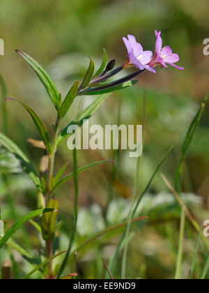 Marsh Willowherb - Epilobium palustre poussant dans saltmarsh Banque D'Images