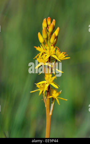 - Narthecium ossifragum Bog Asphodel Lande jaune fleur Banque D'Images