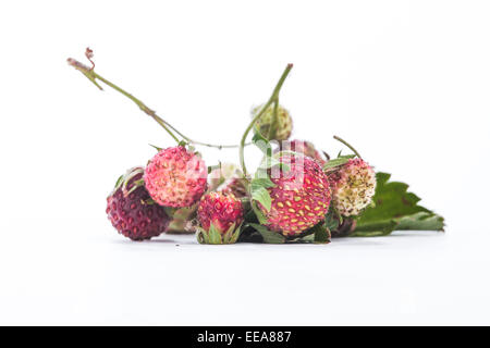 L'été des forêts sauvages baies rouge sucré fraises fond macro Banque D'Images