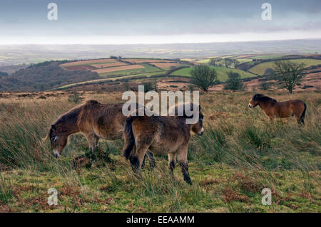 Dulverton et d'Exmoor notamment un groupe de poneys Exmoor, Devonshire, UK Banque D'Images