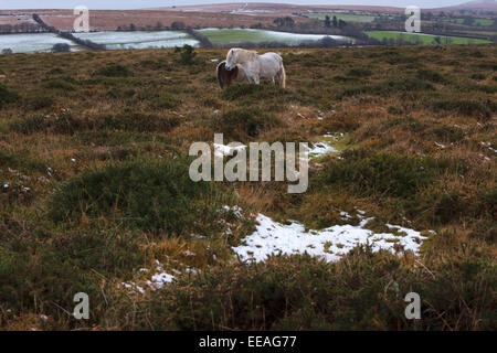 Sur la lande de Dartmoor pones Banque D'Images