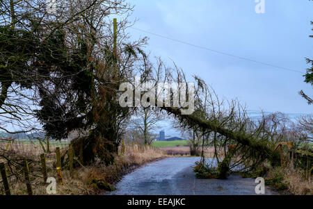 Un arbre tombé sur une route de campagne près de Biggar à South Lanarkshire, Écosse Banque D'Images
