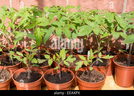 Les SEMIS DE TOMATES EN SERRE DANS DES POTS DE PLUS EN PLUS Banque D'Images