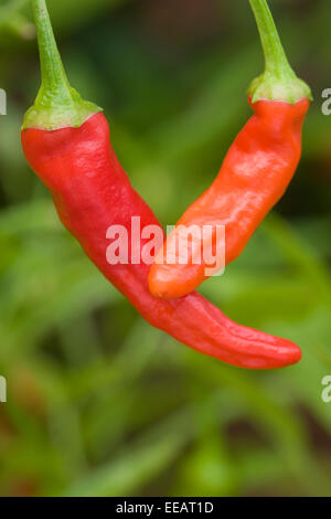 Plante croissant sur des piments Banque D'Images