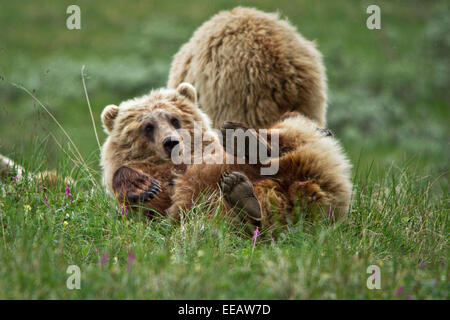 Un grizzly sow joue avec son petit dans le parc national Denali en Alaska Banque D'Images