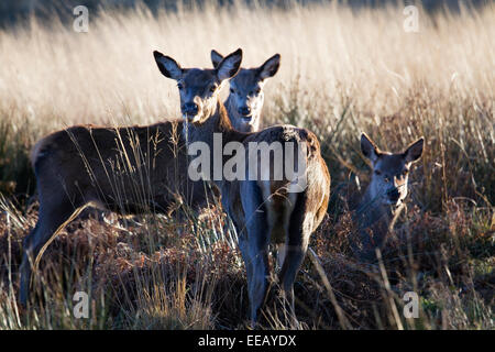 Trois chevreuils curieux à Richmond Park, Londres, Royaume-Uni. Droit tourné aux beaux jours de décembre de 2014 Banque D'Images