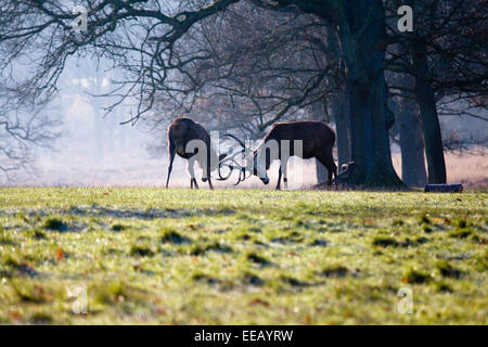 Combats de cerfs sur journée d'hiver ensoleillée à Richmond Park, Londres, Royaume-Uni Banque D'Images