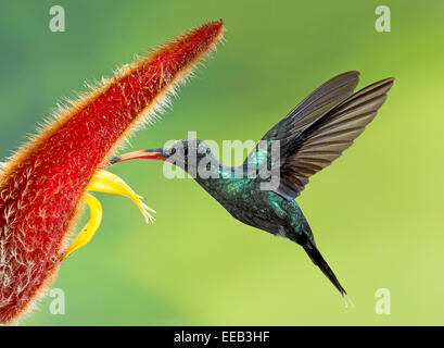 Ermite vert à fleur Heliconia hummingbird Banque D'Images