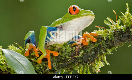 Red eyed grenouille feuille aussi connu comme une grenouille d'arbre Banque D'Images