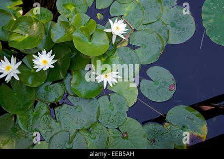 Bien que des nénuphars (Nymphaea) dans un étang à l'Université Stellenbosch Jardin Botanique, Province de Western Cape, Afrique du Sud. Banque D'Images