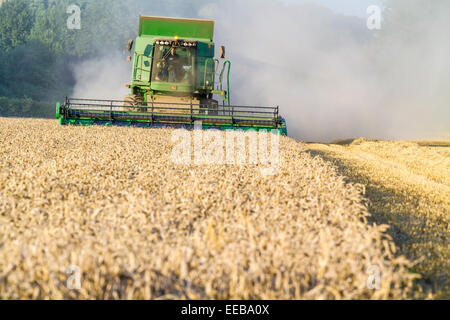 Moissonneuse-batteuse, la récolte d'un champ de blé, Burton Joyce, Lancashire, England, UK Banque D'Images