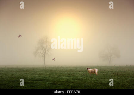 Un mignon agneau photogrpahed au cours d'une journée d'hiver brumeux avec le coucher du soleil dans l'arrière-plan Banque D'Images