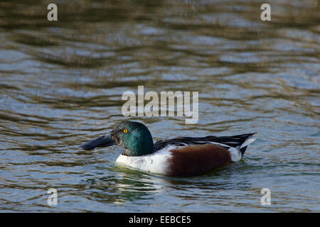 [Le canard souchet Anas clypeata] Löffelente (Anas clypeata) Banque D'Images