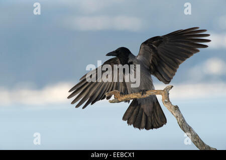 Hoodiecrow [Corvus corone cornix], avantgardiste Nebelkrähe (Corvus corone cornix), Allemagne Banque D'Images