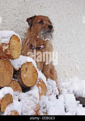 Chien terrier assis sur le tas de bois dans la neige Banque D'Images