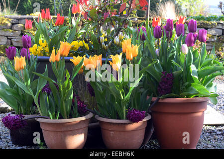 Les fleurs de printemps dans des pots sur une terrasse. Banque D'Images