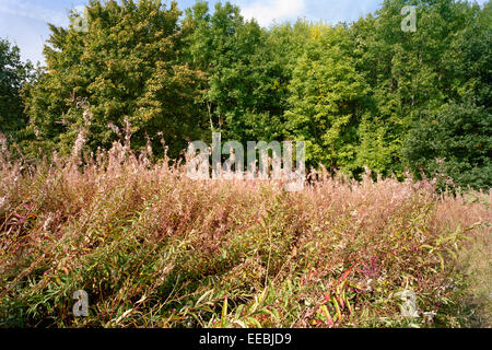 Têtes de graine de rosebay willowherb dans Cambridgeshire Banque D'Images