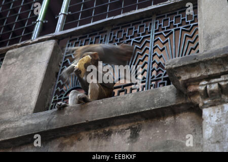 Dhaka, Bangladesh. 15 Jan, 2015. Les singes ont vu lors d'shakrain festival à Old Dhaka.Le Shakrain Festival a eu lieu dans la région de Shakhari Bazar de la vieille ville de Dhaka aujourd'hui. Shakrain aussi connu sous le nom de Festival du cerf-volant est célébré à Dhaka, au Bangladesh, à la fin de la mois Poush Bangla. Shakrain Festival à l'un des plus vieux, célèbre et important festival annuel du Bangladesh. C'est le symbole de l'unité et de l'amitié au Bangladesh. Shakrain Festival est important, en particulier pour les lots de vol de cerfs-volants colorés. Le peuple du Bangladesh voler des cerfs-volants colorés et conception visuelle sur cette journée. Eve Banque D'Images