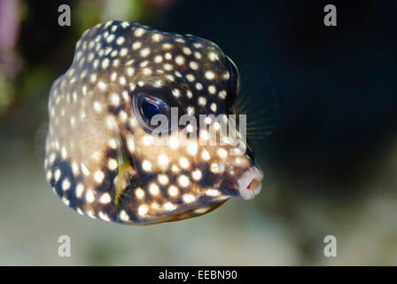 Lisse pour mineurs, trunkfish Lactophrys triqueter, Bonaire, Antilles Caraïbes, Pays-Bas Banque D'Images