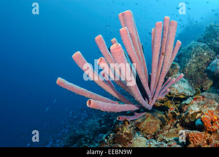 Cuisinière-pipe, Aplysina archeri éponge, Bonaire, Antilles Caraïbes, Pays-Bas Banque D'Images