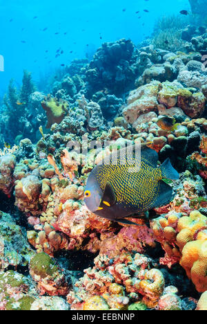 Angelfish Pomacanthus paru en français, Bonaire, Antilles, Caraïbes, Pays-Bas Banque D'Images
