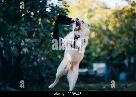 Fun white Irish Wolfhound aller dans la nature. Banque D'Images