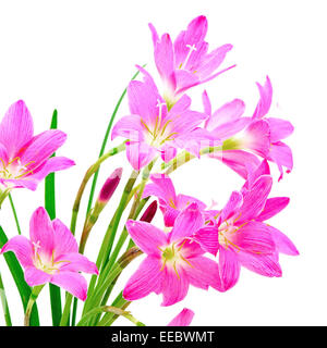 La masse rose tropical flower, Zephyranthes Lily, Lily, Lily La Fée Pluie ou peu de sorcières, isolé sur fond blanc Banque D'Images