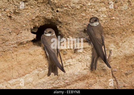 Deux sable européen martins / hirondelles de rivage (Riparia riparia) au nid en colonie de reproduction sur les bords de la rivière Banque D'Images