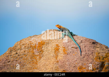 Homme à tête rouge (Agama agama Agama Rock) au soleil sur quelques rochers colorés Banque D'Images