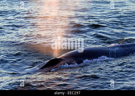 Rorqual bleu (Balaenoptera musculus) à la surface pour respirer et montrant blow causé par l'expulsion du mucus et de l'air par l'évent Banque D'Images