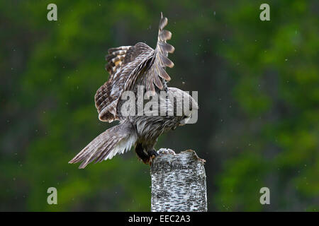 Chouette lapone / la chouette lapone (Strix nebulosa) débarquement sur son nid en haut de souche d'arbre dans la forêt de conifères scandinaves Banque D'Images
