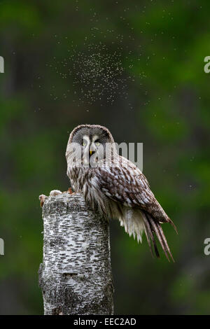 Chouette lapone / la chouette lapone (Strix nebulosa) perché sur souche d'arbre dans la forêt de conifères scandinaves Banque D'Images