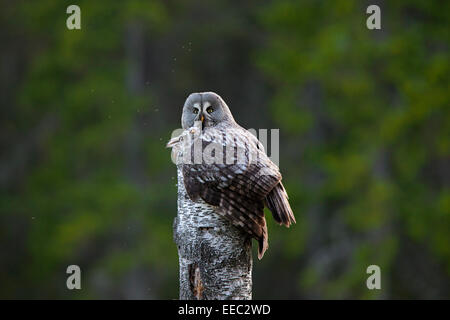 Chouette lapone / la chouette lapone (Strix nebulosa) femmes assis sur son nid avec les poussins sur le dessus de souche d'arbre dans la forêt scandinave Banque D'Images