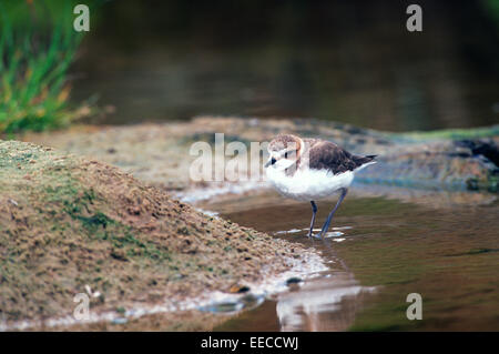 Gravelot sur la rive Banque D'Images