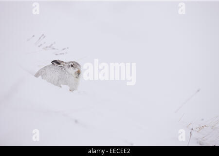 Lièvre en hiver la neige et les couleurs Banque D'Images