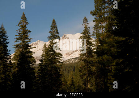 La neige a couvert le Mont Shasta au coucher du soleil le comté de Siskiyou, California USA avec Séquoias en premier plan Banque D'Images