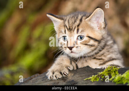 Tabby kitten playing en extérieur dans un bois, UK Banque D'Images
