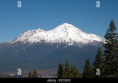 La neige a couvert le Mont Shasta Comté de Siskiyou, California USA avec Séquoias en premier plan Banque D'Images