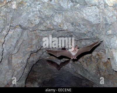 Une feuille de Californie-nosed bat dans le parc national Joshua Tree dans vingt neuf paumes, en Californie. Banque D'Images