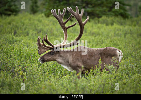 Caribou mâle dans le parc national Denali en Alaska Banque D'Images