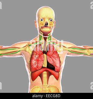 Système respiratoire humain. Banque D'Images