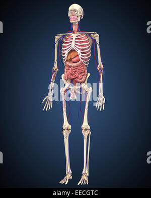 Squelette humain avec des organes et du système circulatoire. Banque D'Images