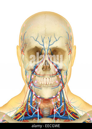 Visage humain et de la région du cou avec les pièces internes de la gorge, système nerveux, système lymphatique et le système circulatoire. Banque D'Images