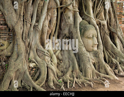 Thaïlande - une tête d'un Bouddha, renversé de son corps en attaquant les Birmans en 1767, s'est transformée en un arbre à Wat Phra Maha That. Banque D'Images