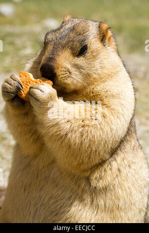 Marmotte de drôle avec bisquit sur le pré Banque D'Images