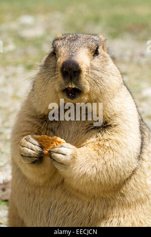 Marmotte de drôle avec bisquit sur le pré Banque D'Images